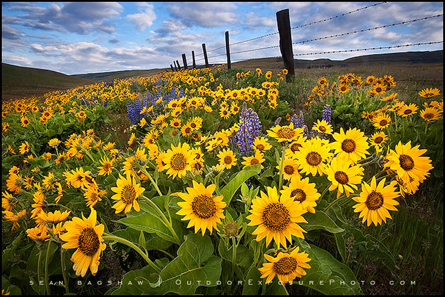 Dalles Mountain Flowers
