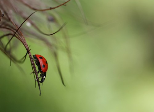 red plant green nature garden insect dof bokeh explore negativespace ladybird ladybug dreamy dots