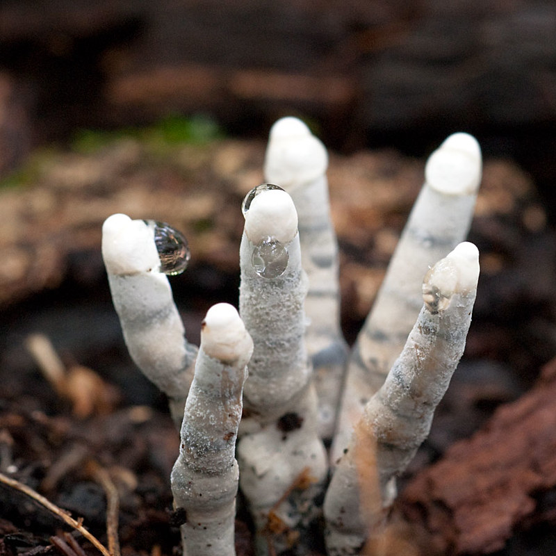 Immature Xylaria polymorpha (Dead Man's Fingers) | A cluster… | Flickr