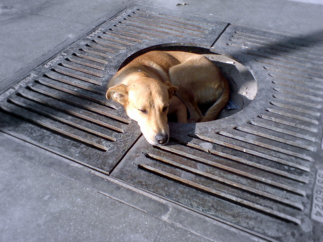 A stray dog chilling in his street kennel on the main street of Arica, oblivious to passers by.
