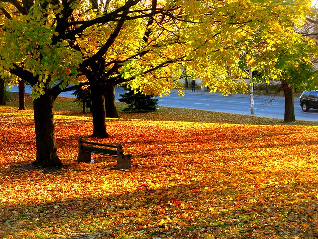 Fall colours in Dufferin Grove