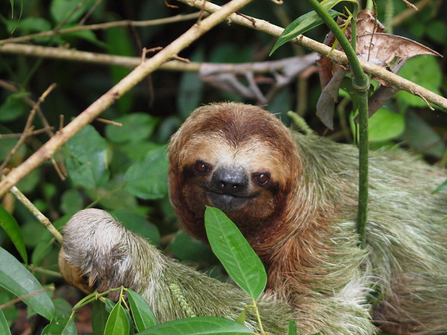 A friendly Sloth
