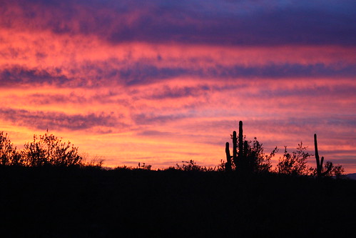morning arizona cactus sun sunrise unitedstates desert tucson az saguaro marana