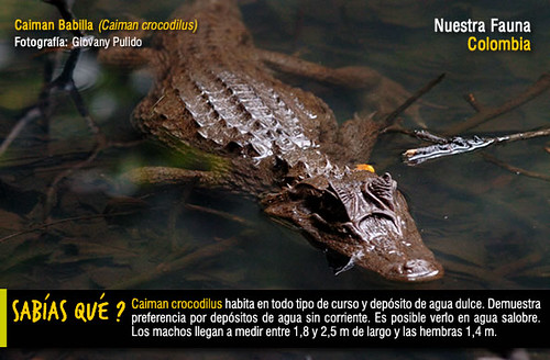 Nuestra Fauna | Caiman Babilla (Caiman crocodilus) Caiman cr… | Flickr