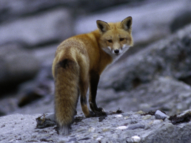 Photo of the Week - Red Fox at Sachuest Point National Wildlife Refuge