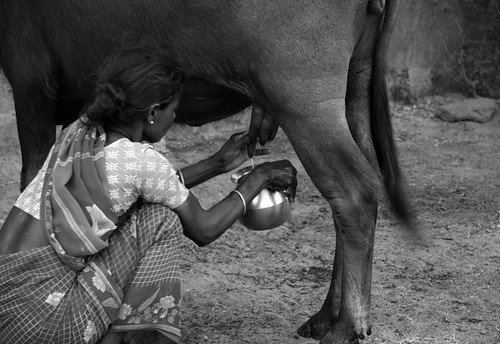 india cow milk village goodmorning chennai tamilnadu milking kanchipuram kancheepuram