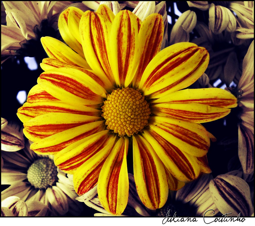 . Chrysanthemum by Juliana Coutinho