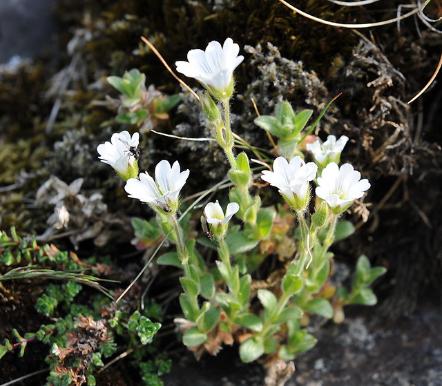 Cerastium alpinum MÚSAREYRA Alpine Mouse-ear
