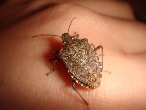 Stink Bug | by Moey_bear