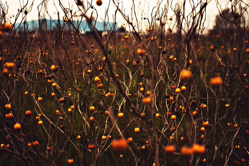 Somebody once told me these are poisonous by Bill S. 99