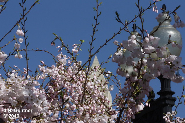 Cherry Blossoms & Washington Monument