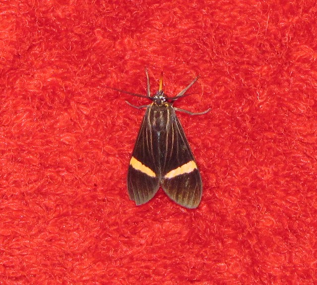 Unidentified Moth XXXII