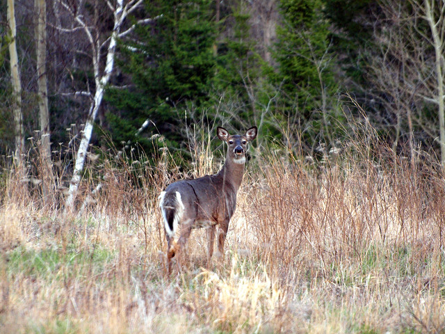 Spring Time Deer #2