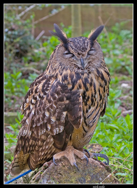 rutland owl and falcon centre