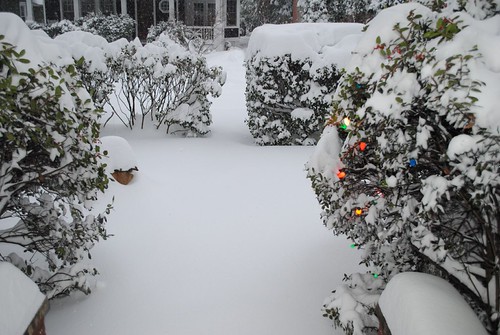 snowstorm (1) | by mschub