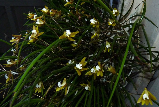 Dockrillia striolata species orchid