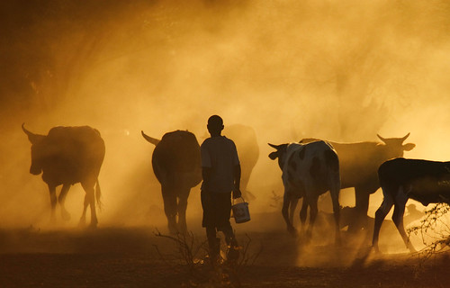 Jul/2008 - Cattle coming in from the fields in the evening in Lhate Village, Chokwe, Mozambique (photo credit: ILRI/Stevie Mann).