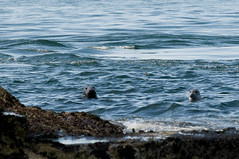 Two Seals, Chicken Rock Lighthouse