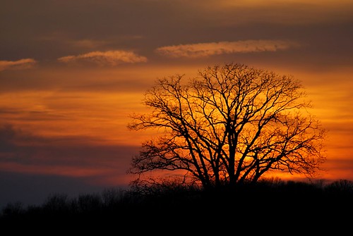 sunset sky orange tree nature scenery dusk april colorphotoaward flickraward naturesgreenpeace