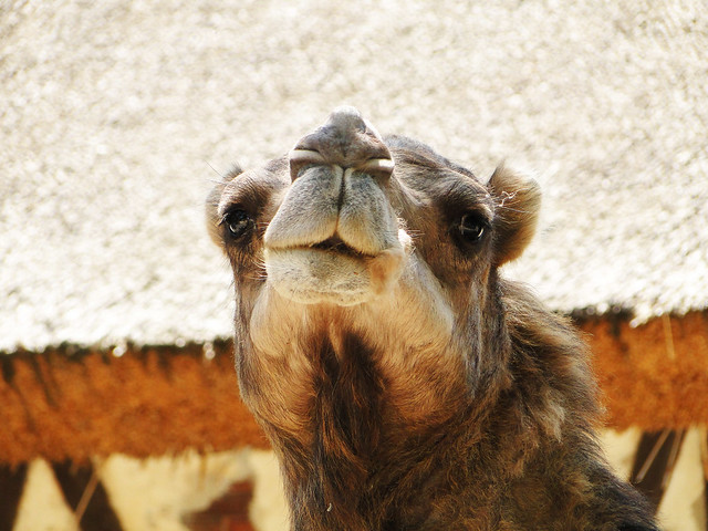 hello! I'm mister camel