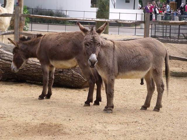 London Zoo - Animal Adventure - Donkeys