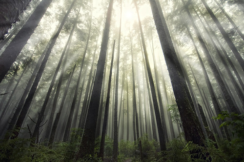 La Push Forest by Lee Sie