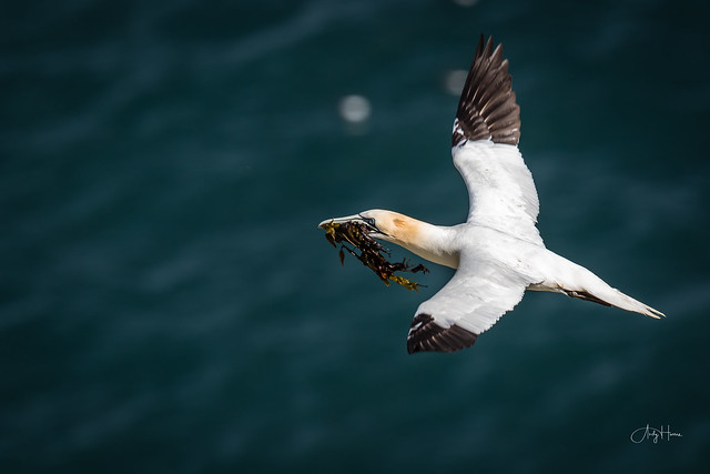 Gannet clifftop delivery (2 of 3)