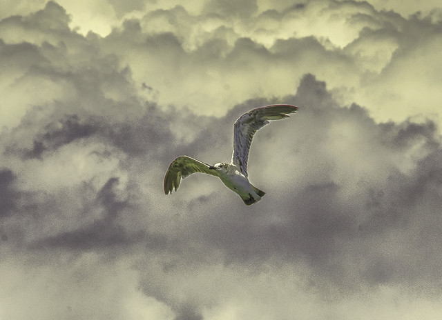 Sea Gull Soaring Above Reaching High Above To The Clouds