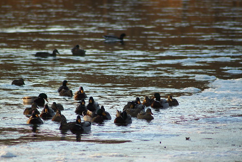sunset snow ice water birds canon river duck ducks tamron cass frankenmuth 70300 f57 t1i