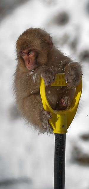Snow monkeys_25