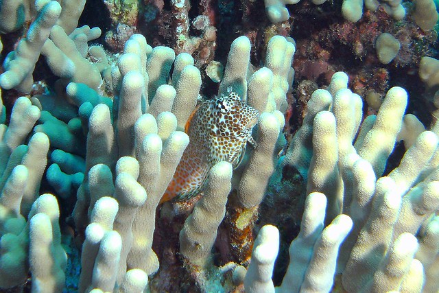 Spotted Coral Blenny III