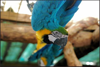 Crazy Macaws Greeting Me | by zenseas