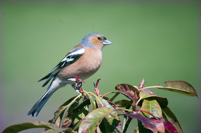 Birds I See in My Brother's Field 6 - Chaffinch
