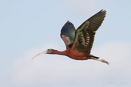 color birds arthur wildlife marshall glossy ibis national r breeding refuge 2010 loxahatchee plegadisfalcinellus slbflying