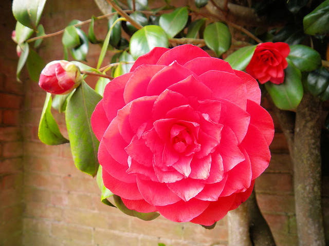 Camellia by wall in Leonardslee Gardens