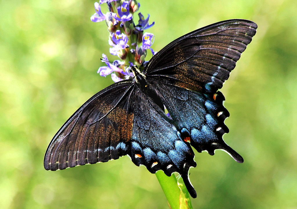 Eastern Tiger Swallowtail (dark form) | This is an Eastern T… | Flickr