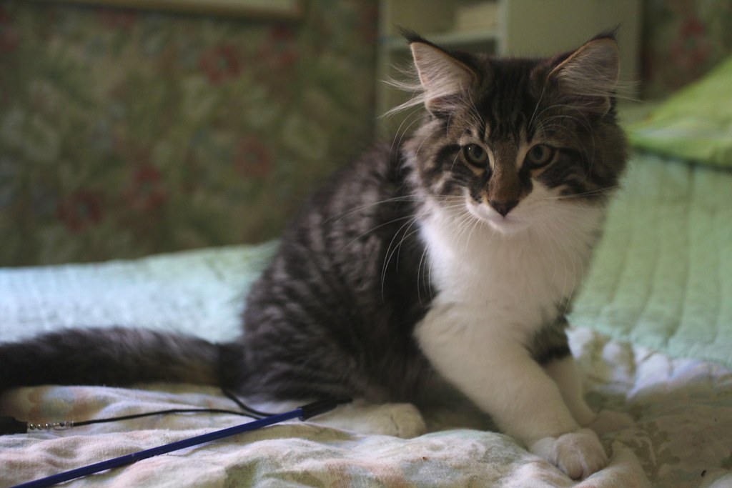 cats available for adoption in ottawa and norwegian forest cat huge norwegian forest cat for sale
