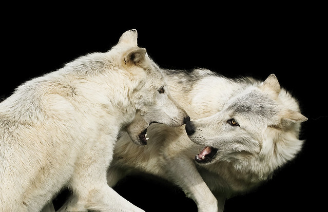 When wolves play...