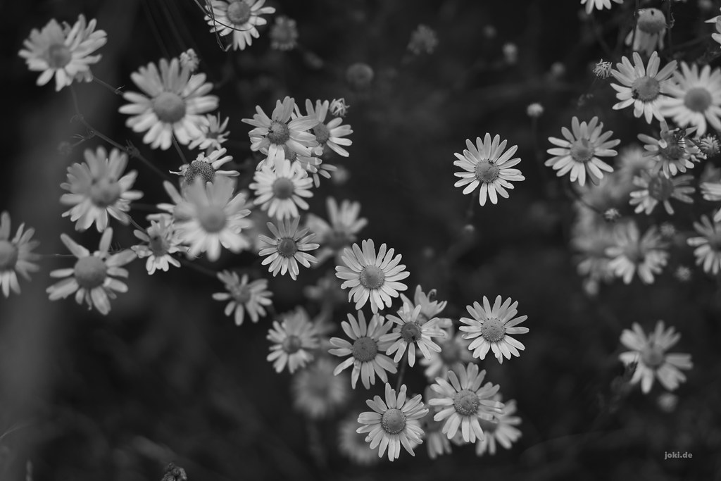 White Flowers Black Background Joki De Flickr