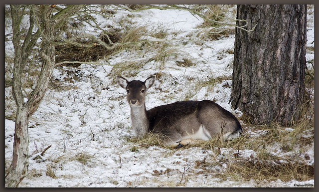 Damhert (Fallow deer) 11 Januari_AWD