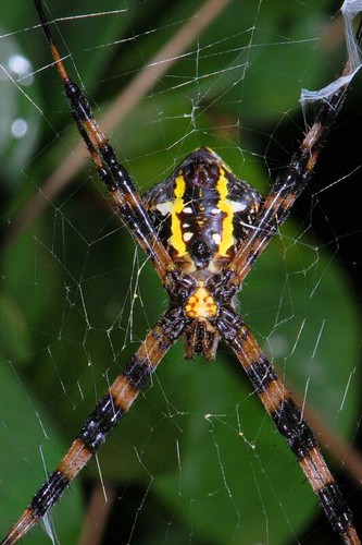 Hawaiian Garden Spider Hawaiian Garden Spider Argiope App Flickr