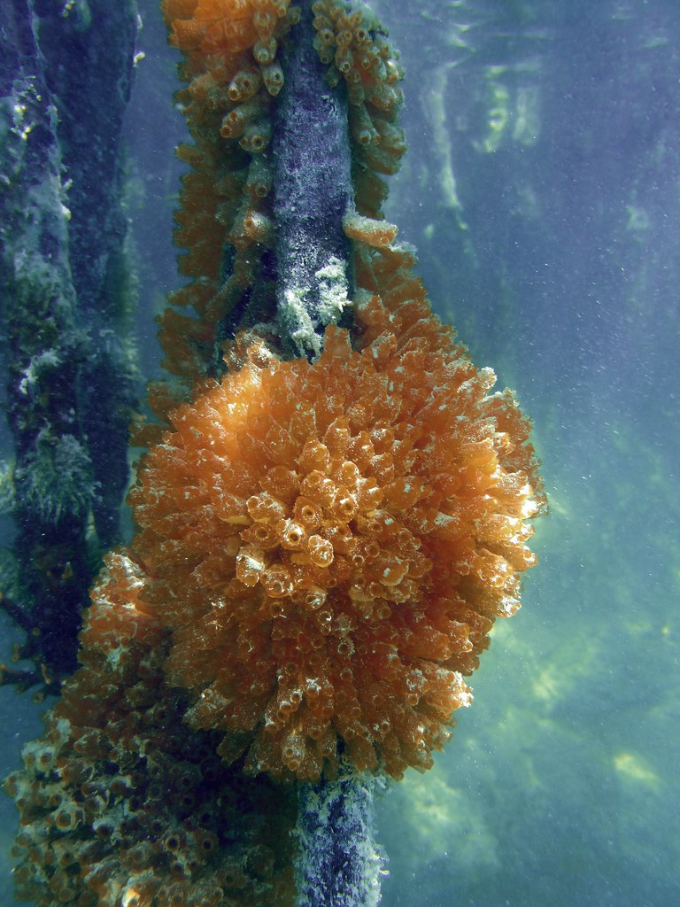 Mangrove Tunicates, (Ecteinascidia turbinata) | The Mangrove… | Flickr
