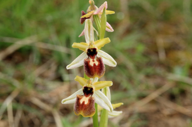 Ophrys araignée ( aranifera )
