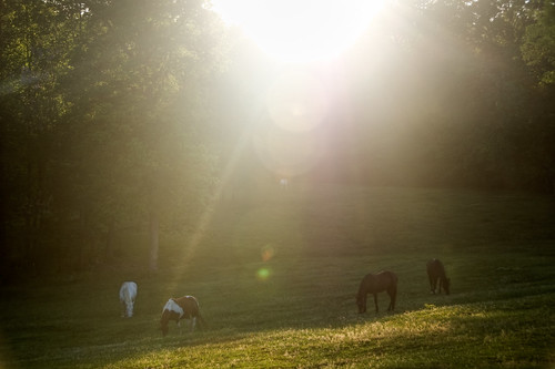sunset horses southcarolina pasture portfolio bb bedandbreakfast landrum barkingfoxfarms