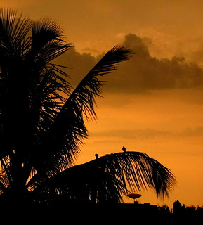 sunset birds silhouette