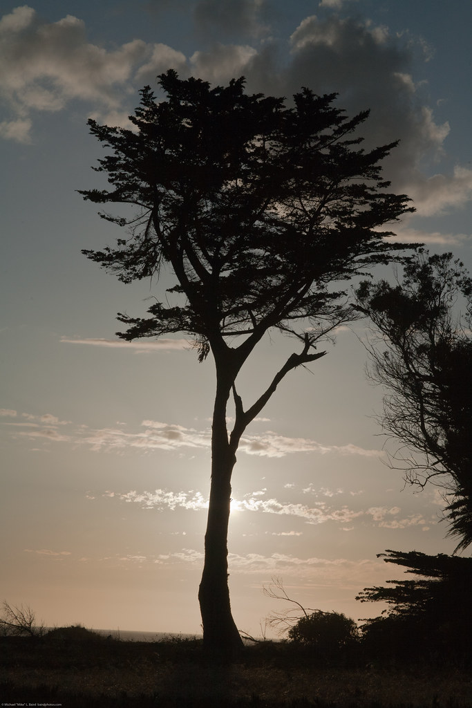 Dawn Beattie's Tree, Old Cloisters Hotel Location. Sunset at Azure Street in Morro Bay, CA 22 May 2010