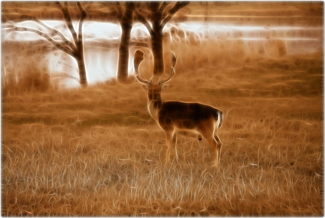 Deer fractalius experiment