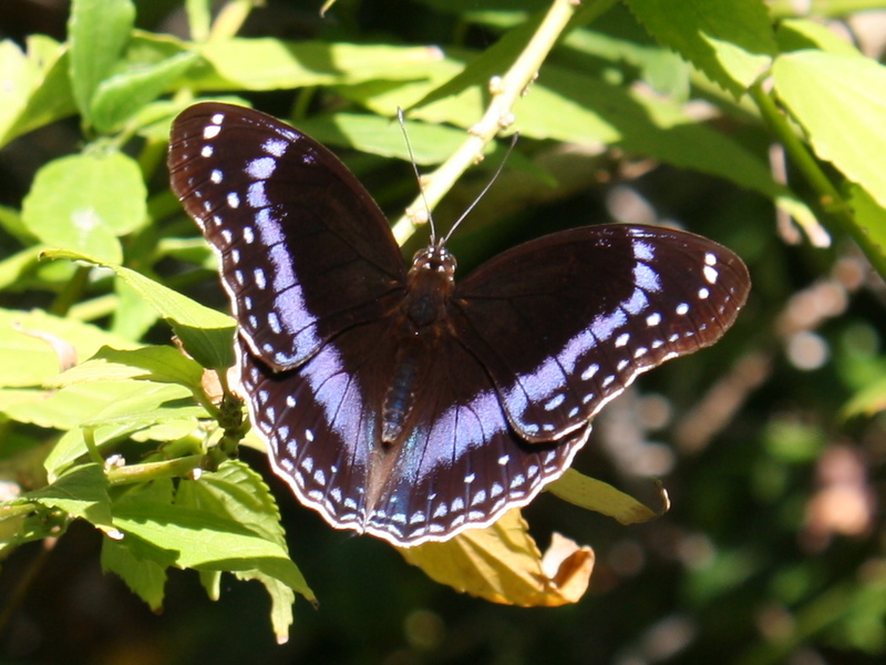 Eggfly Blue-banded6075