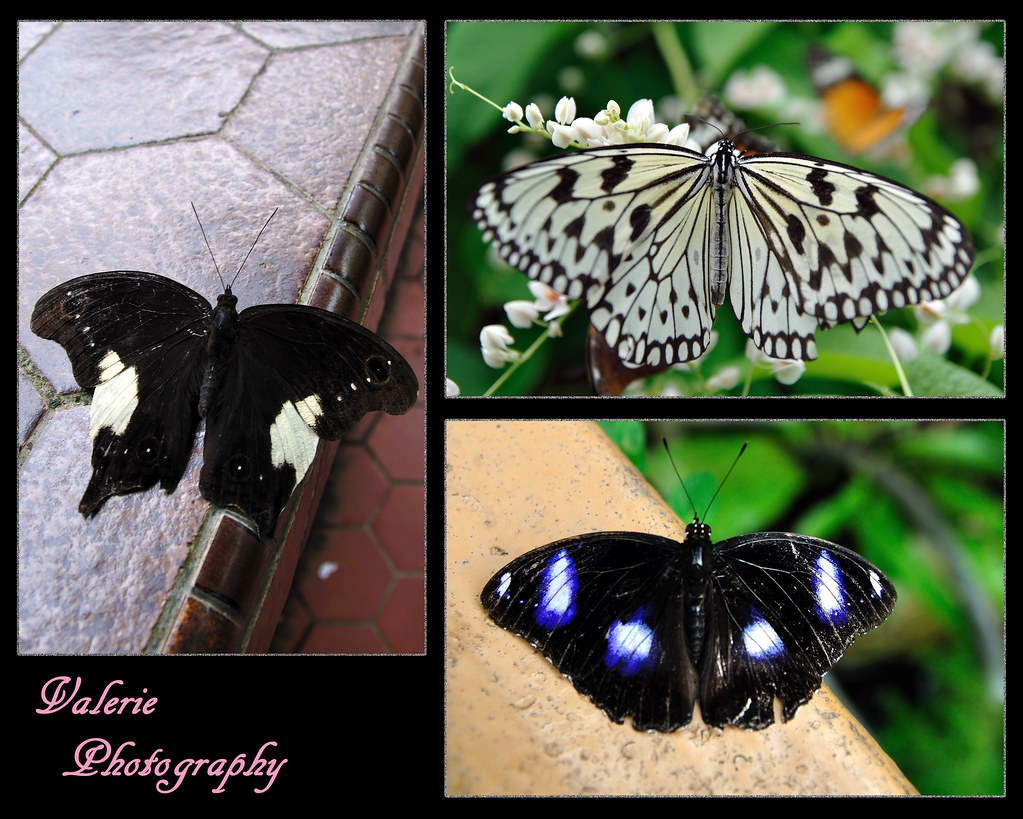 Butterfly Farm by valerie_s