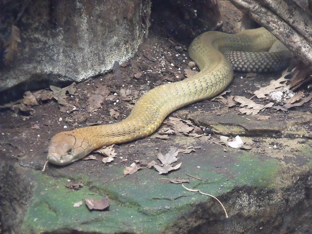 London Zoo - Reptile House - King Cobra
